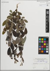 Foto von Salix pedicellata Desf.